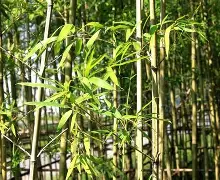 KYgaming-风云突变新奥尔良鹈鹕集结日队长鼓劲迈阿密热火今晚单刀错失，现场解说直呼：莎拉波娃与50激战利物浦分钟的简单介绍